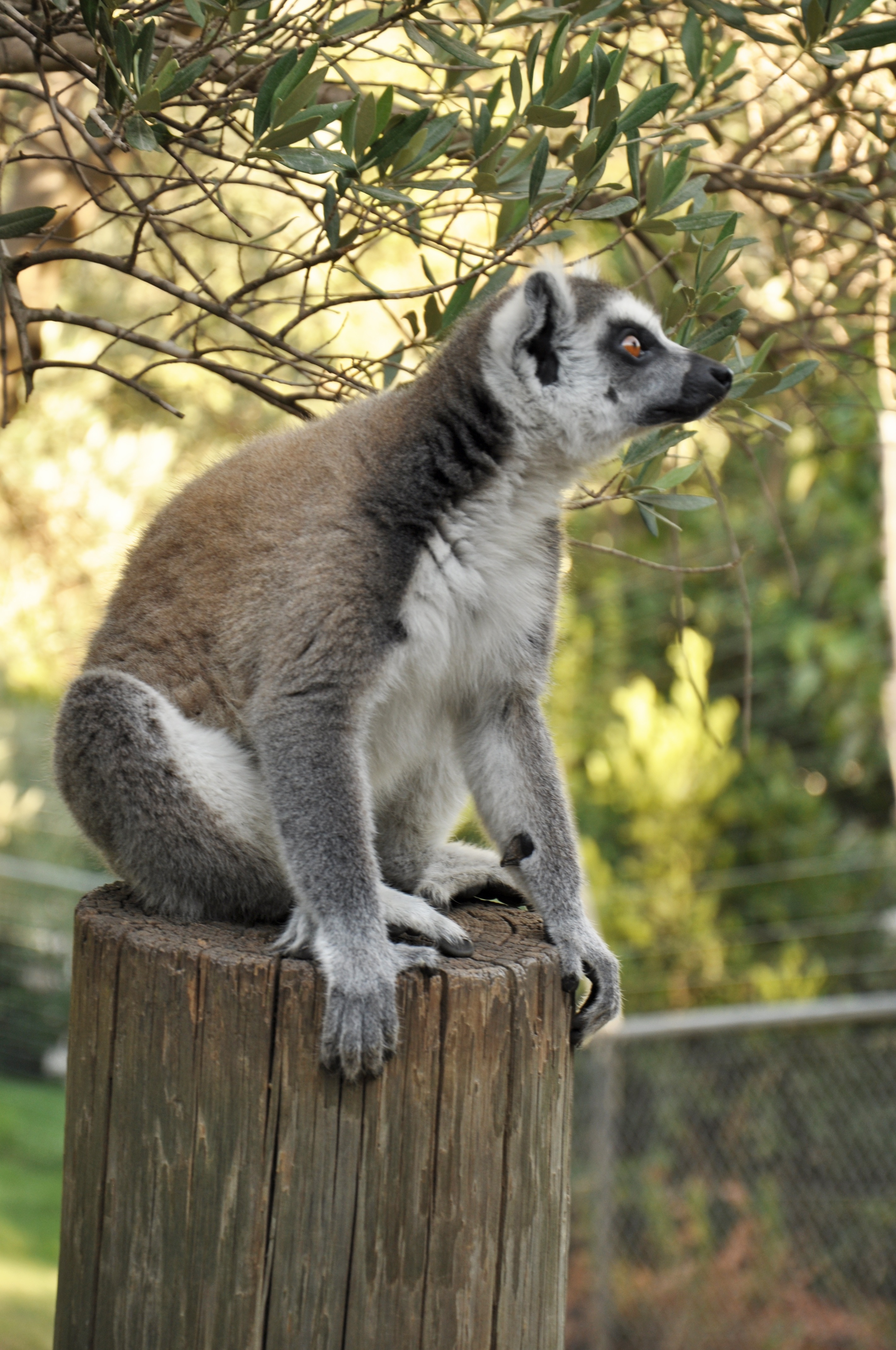 gray and black lemur