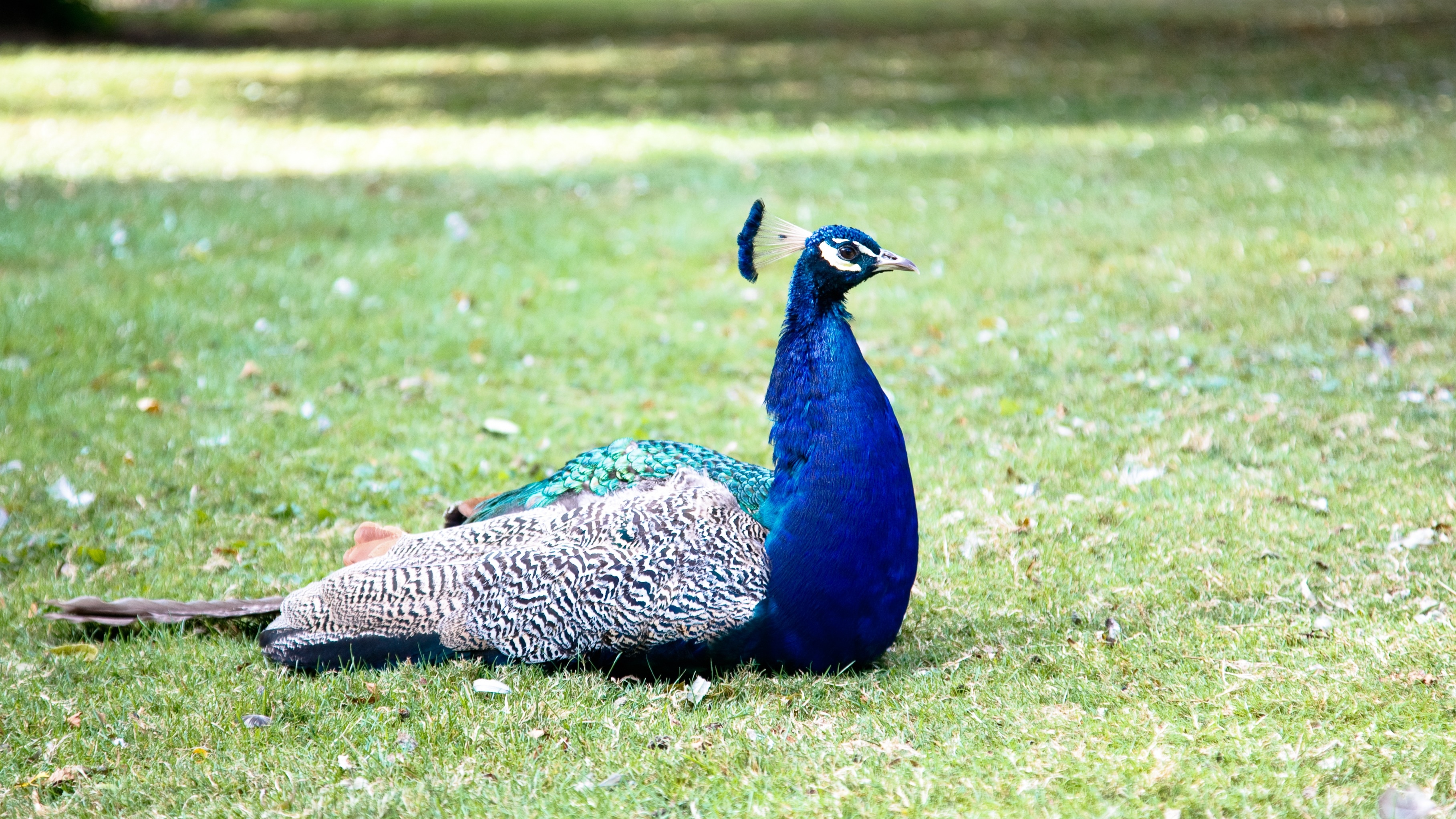 blue white and green peacock
