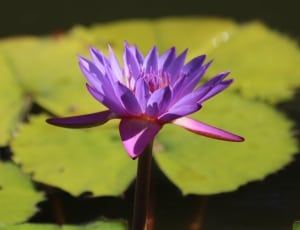 purple water lily thumbnail
