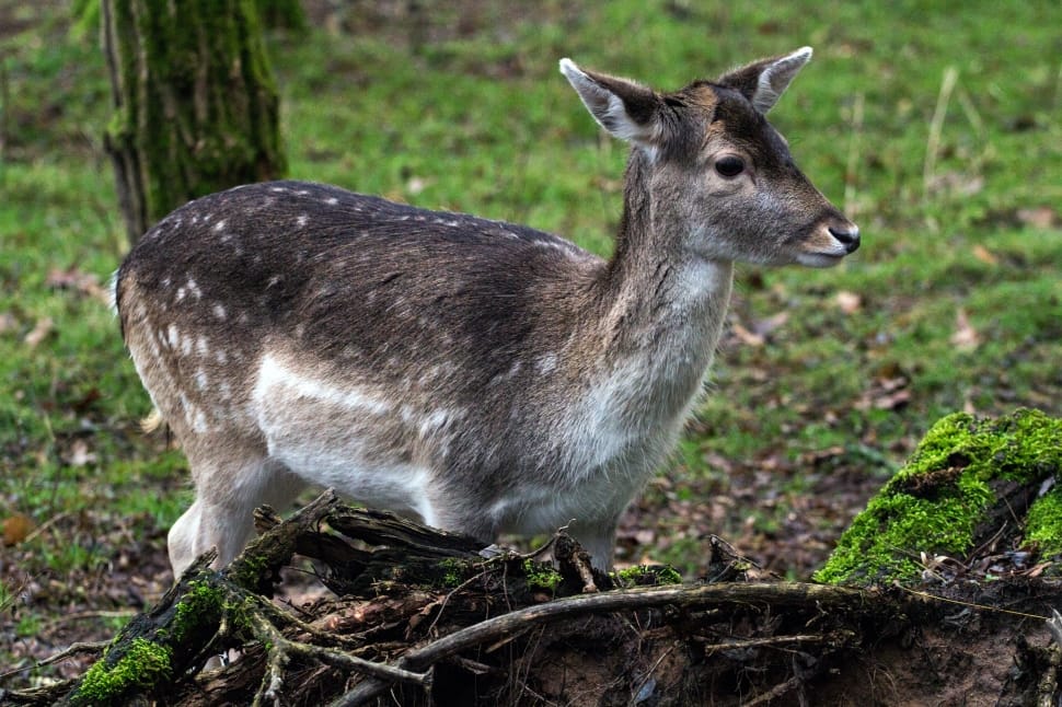 Fallow Deer, Hirsch, Forest, animal wildlife, animals in the wild preview