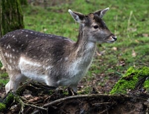 Fallow Deer, Hirsch, Forest, animal wildlife, animals in the wild thumbnail