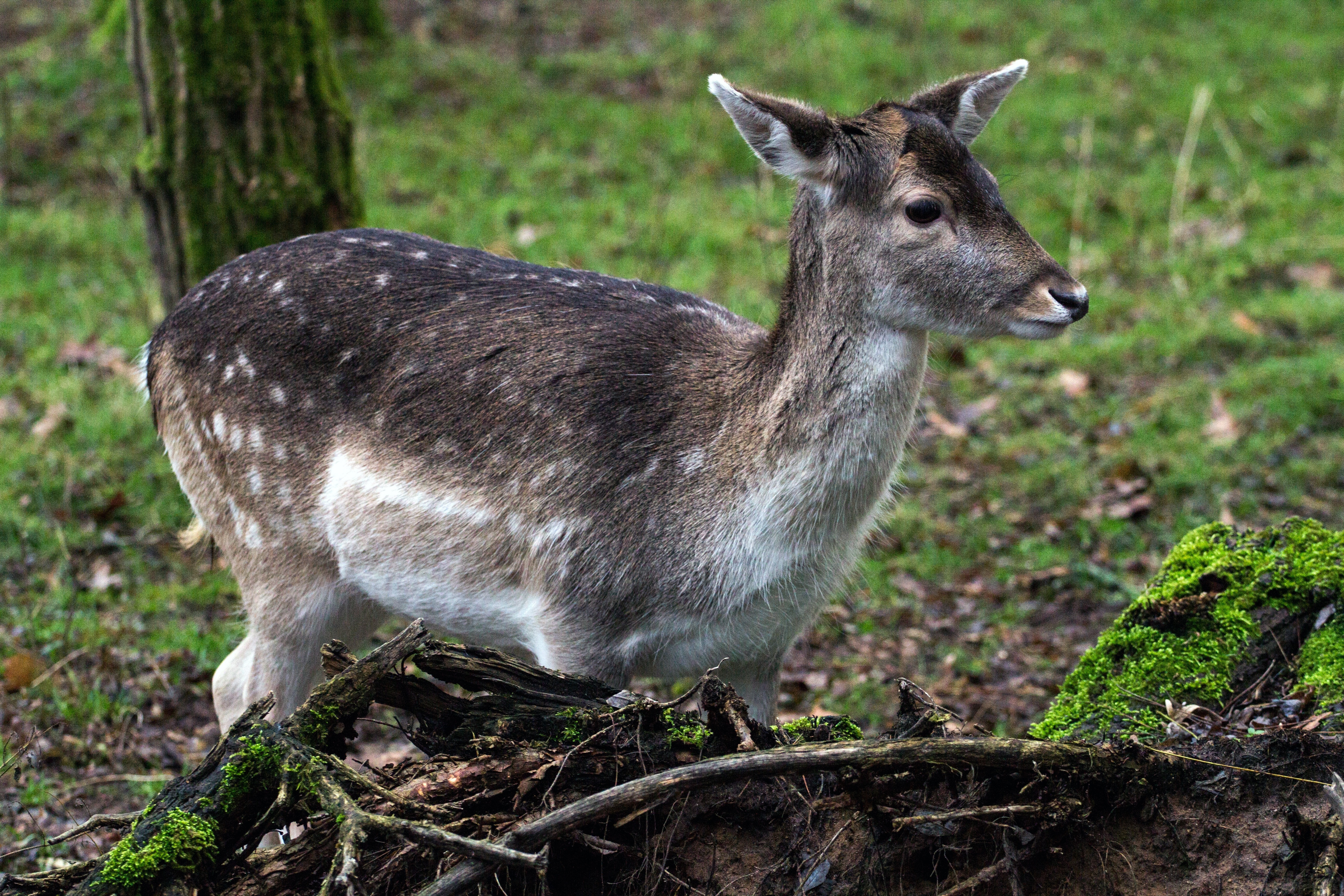 Fallow Deer, Hirsch, Forest, animal wildlife, animals in the wild
