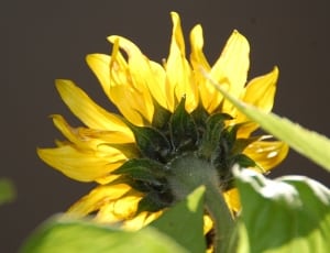 yellow clustered flower thumbnail