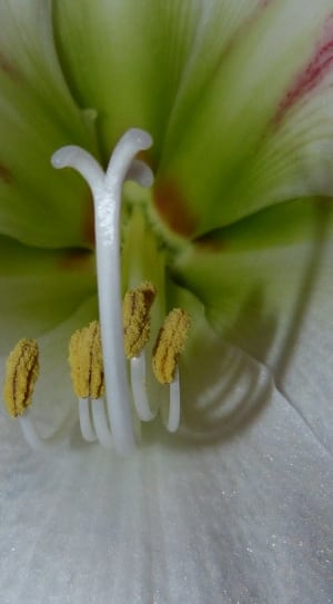 white and green petal flower thumbnail