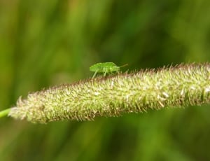 green insect thumbnail