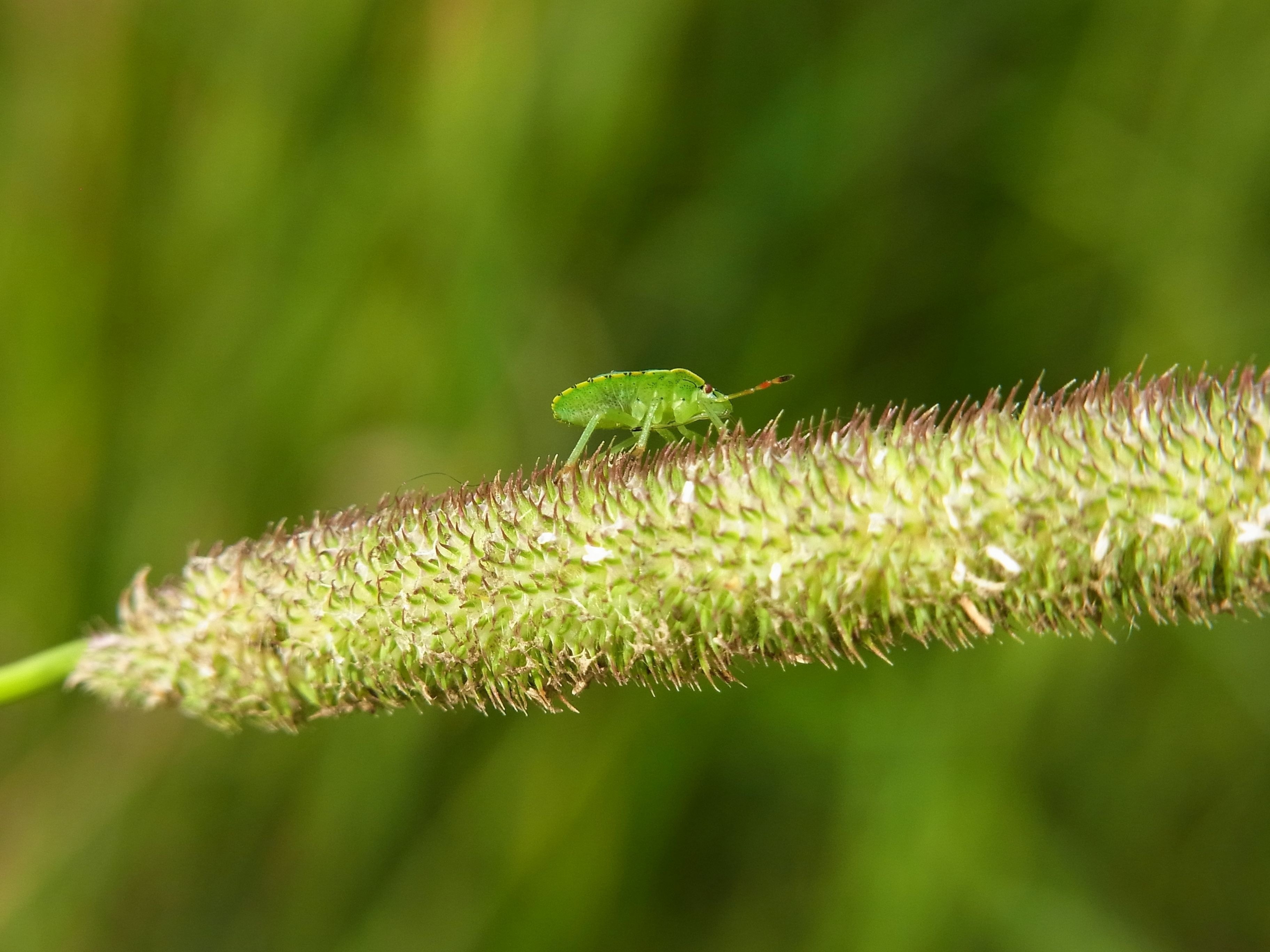green insect