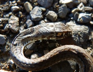 brown rattlesnake thumbnail