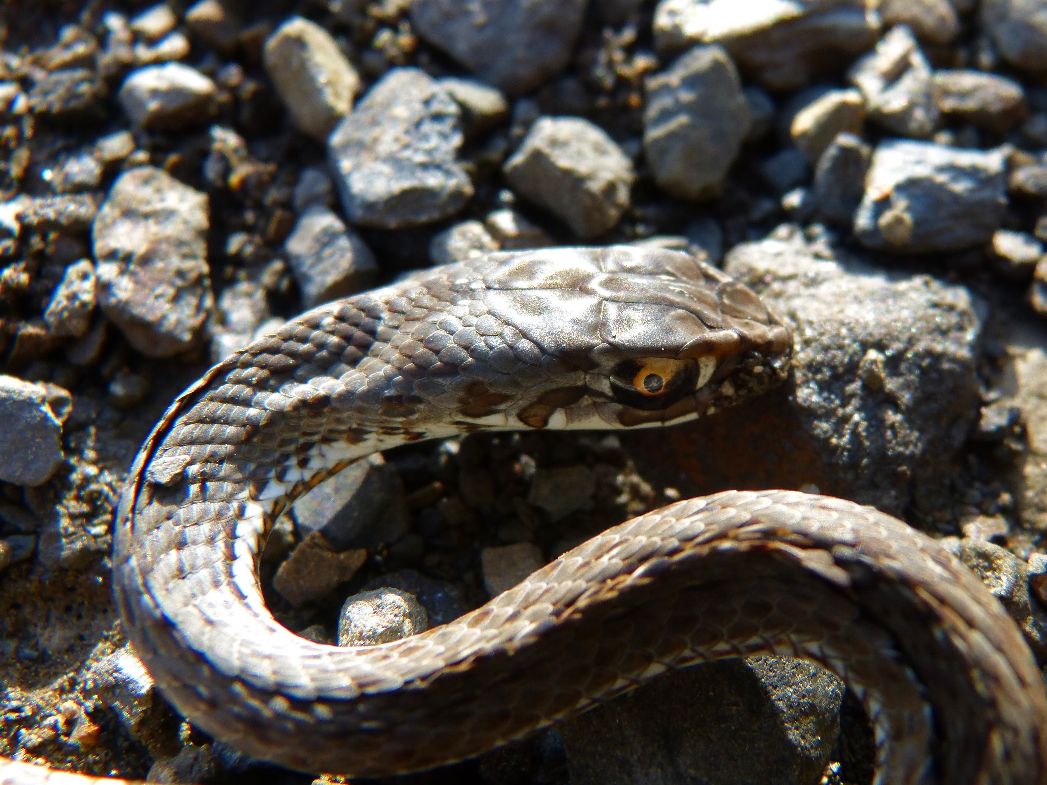 brown rattlesnake