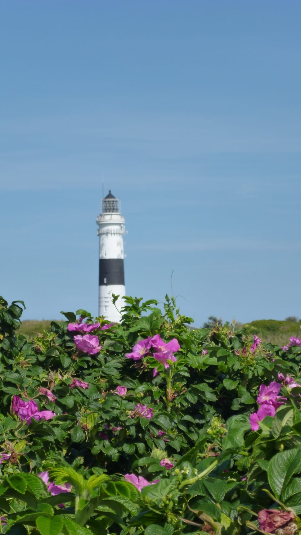 purple flower plant and white and black lighthouse preview