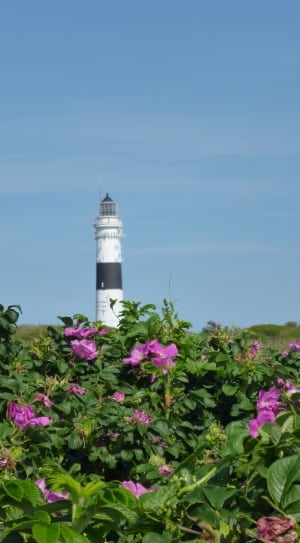 purple flower plant and white and black lighthouse thumbnail