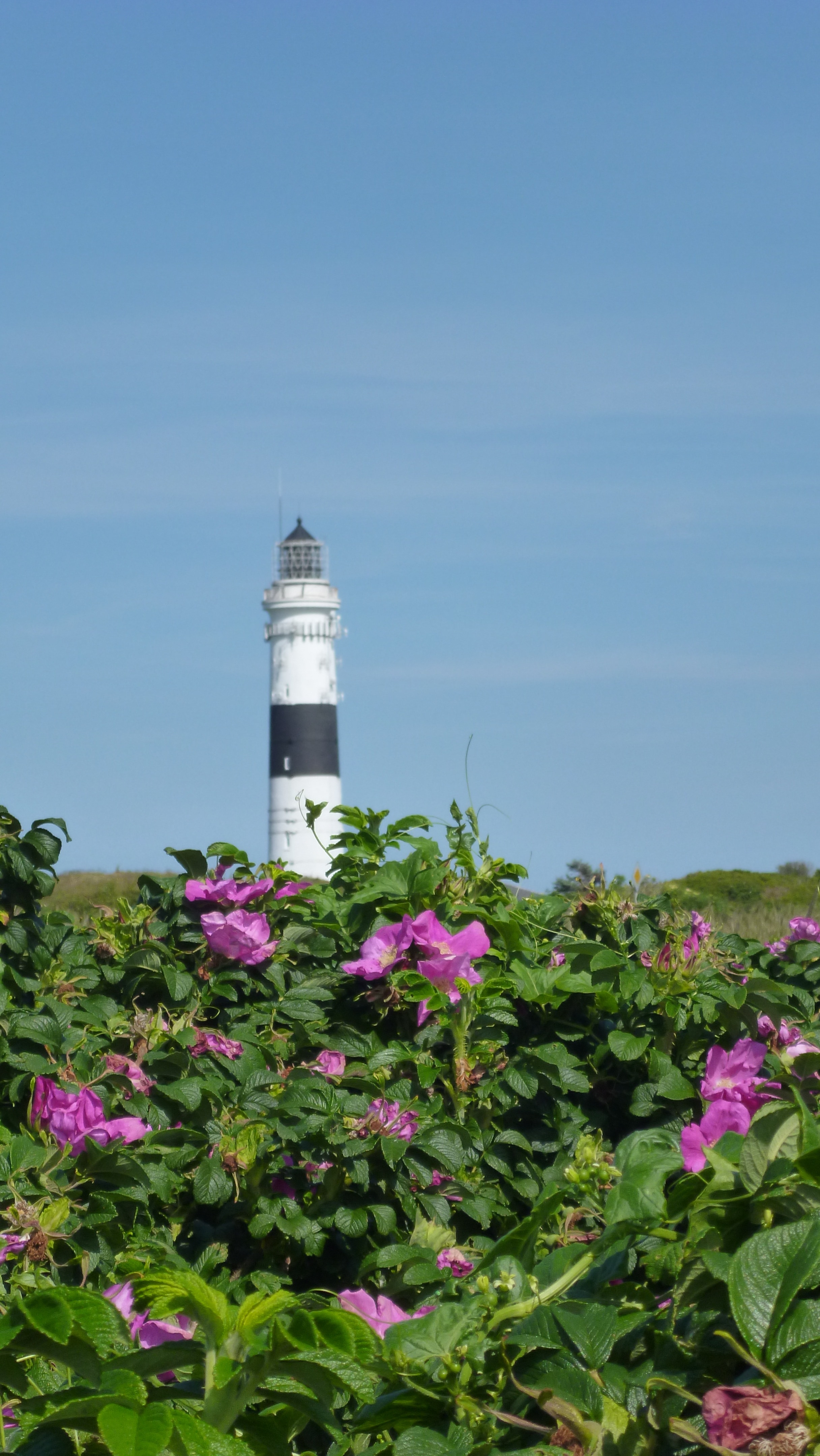 purple flower plant and white and black lighthouse