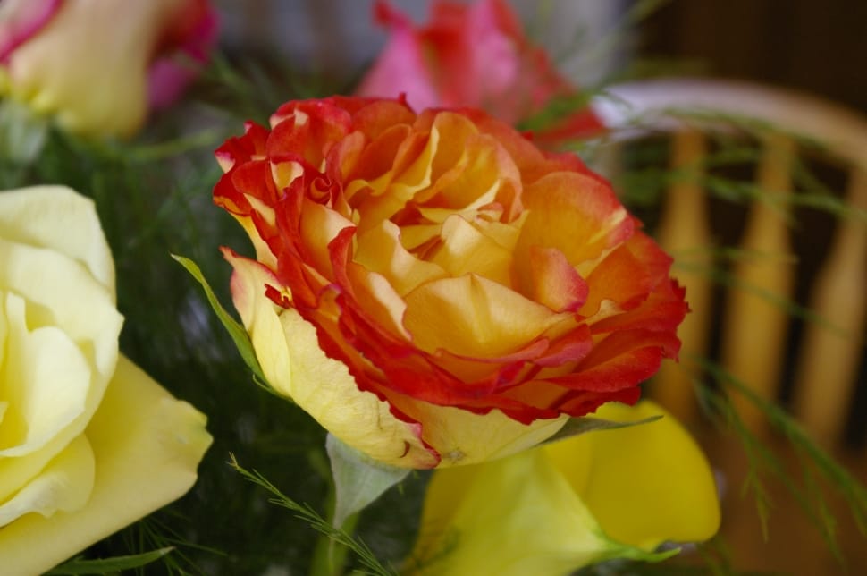 yellow-and-pink rose preview