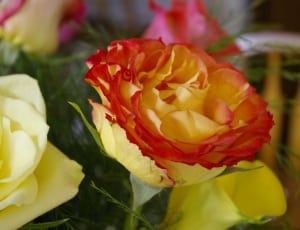 yellow-and-pink rose thumbnail