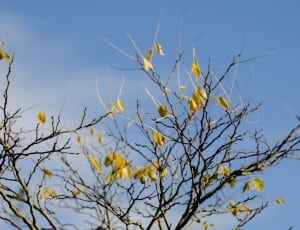 yellow and black tree branch thumbnail