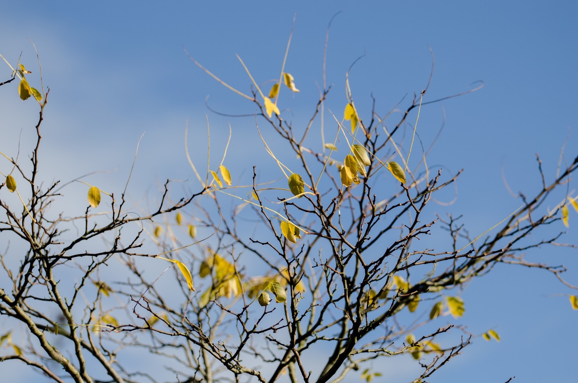 yellow and black tree branch