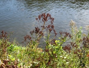 green leaves with brown flowers beside body of water thumbnail