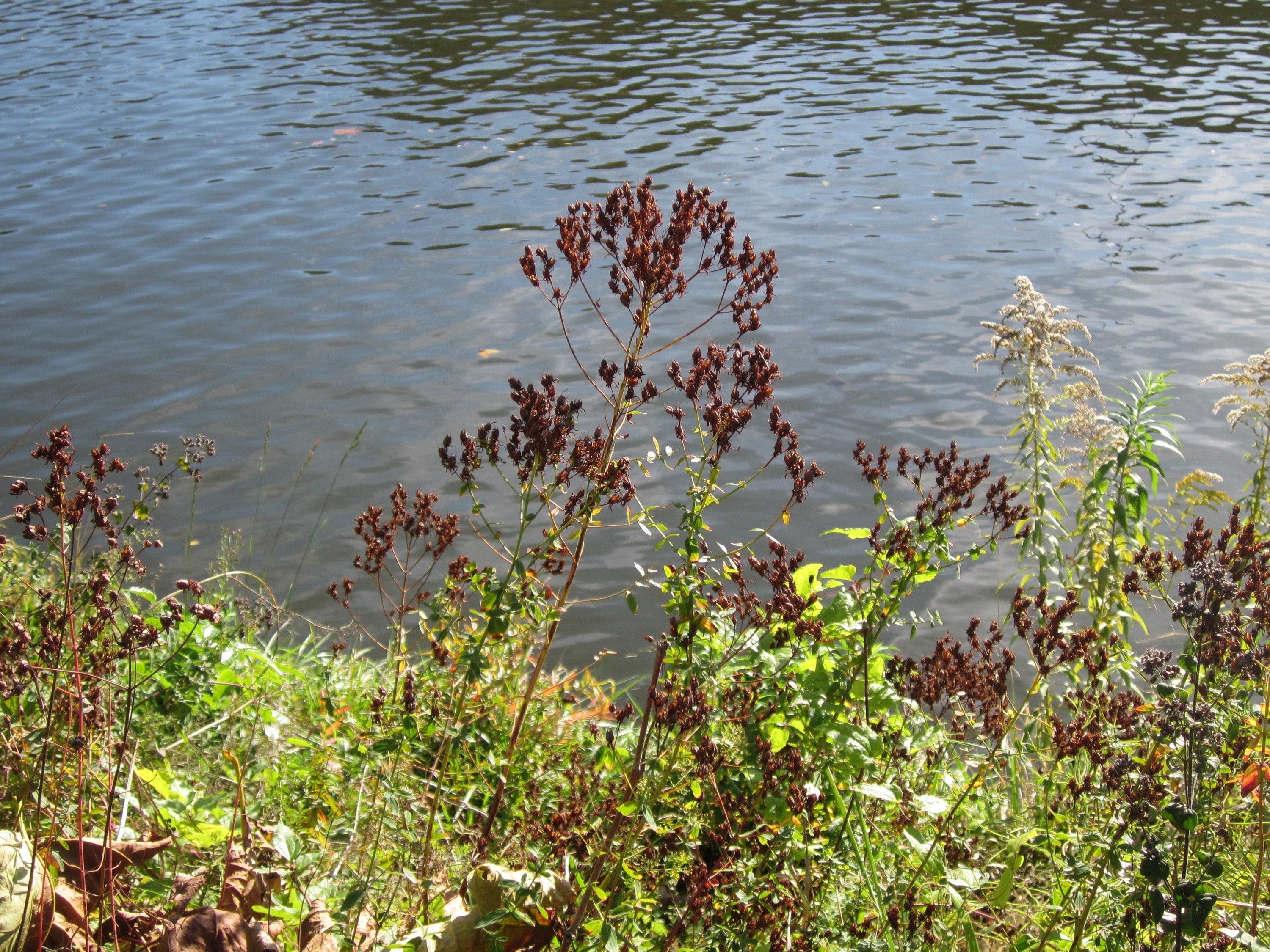 green leaves with brown flowers beside body of water