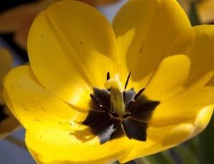 yellow and black petaled flower thumbnail
