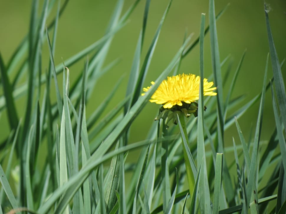 yellow dandelion in bloom during daytime preview