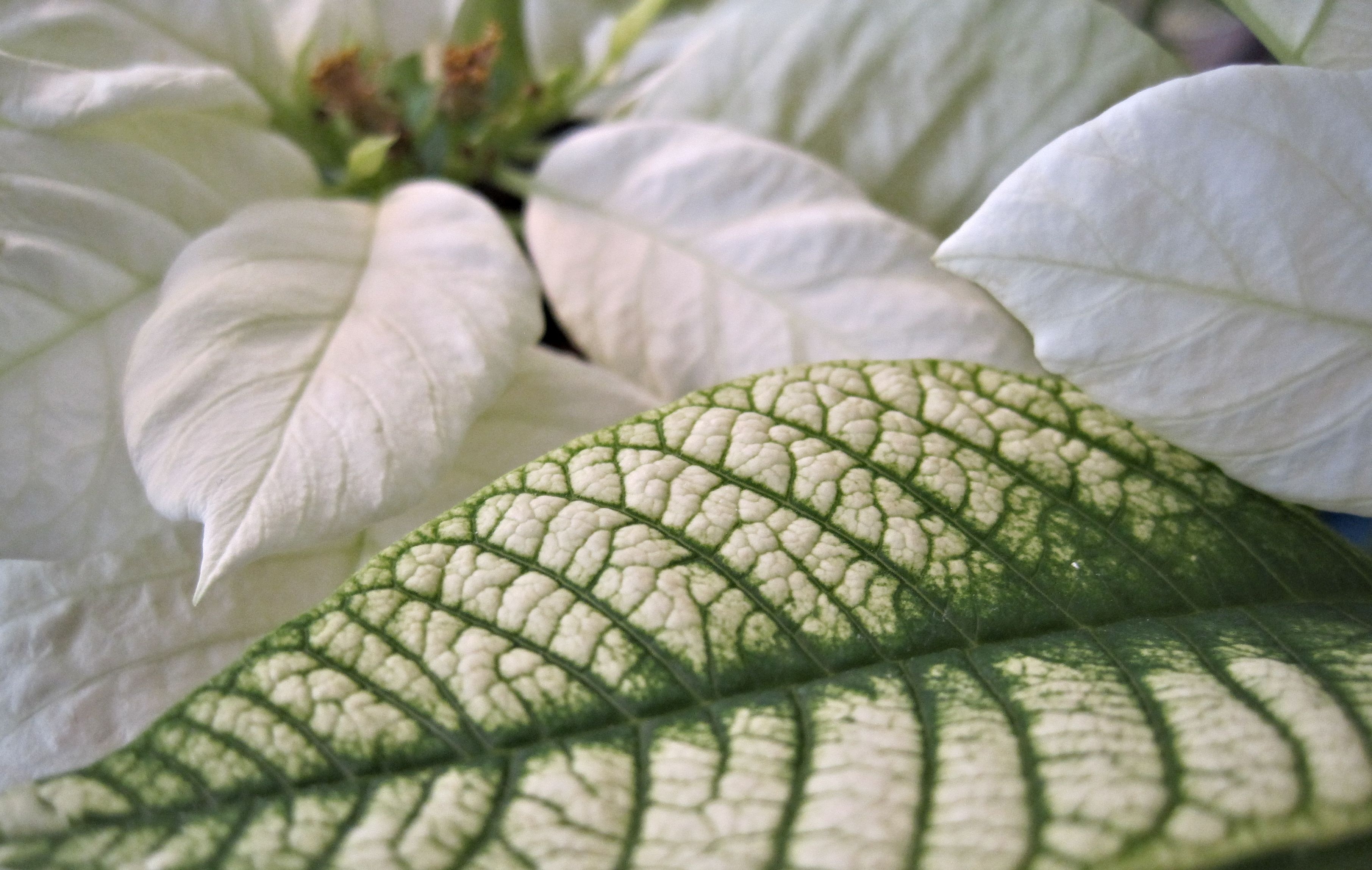 green and white leaf plant