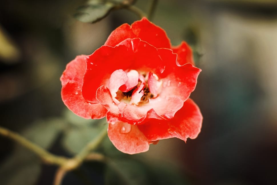 selective photography of pink petaled flower preview