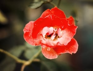 selective photography of pink petaled flower thumbnail