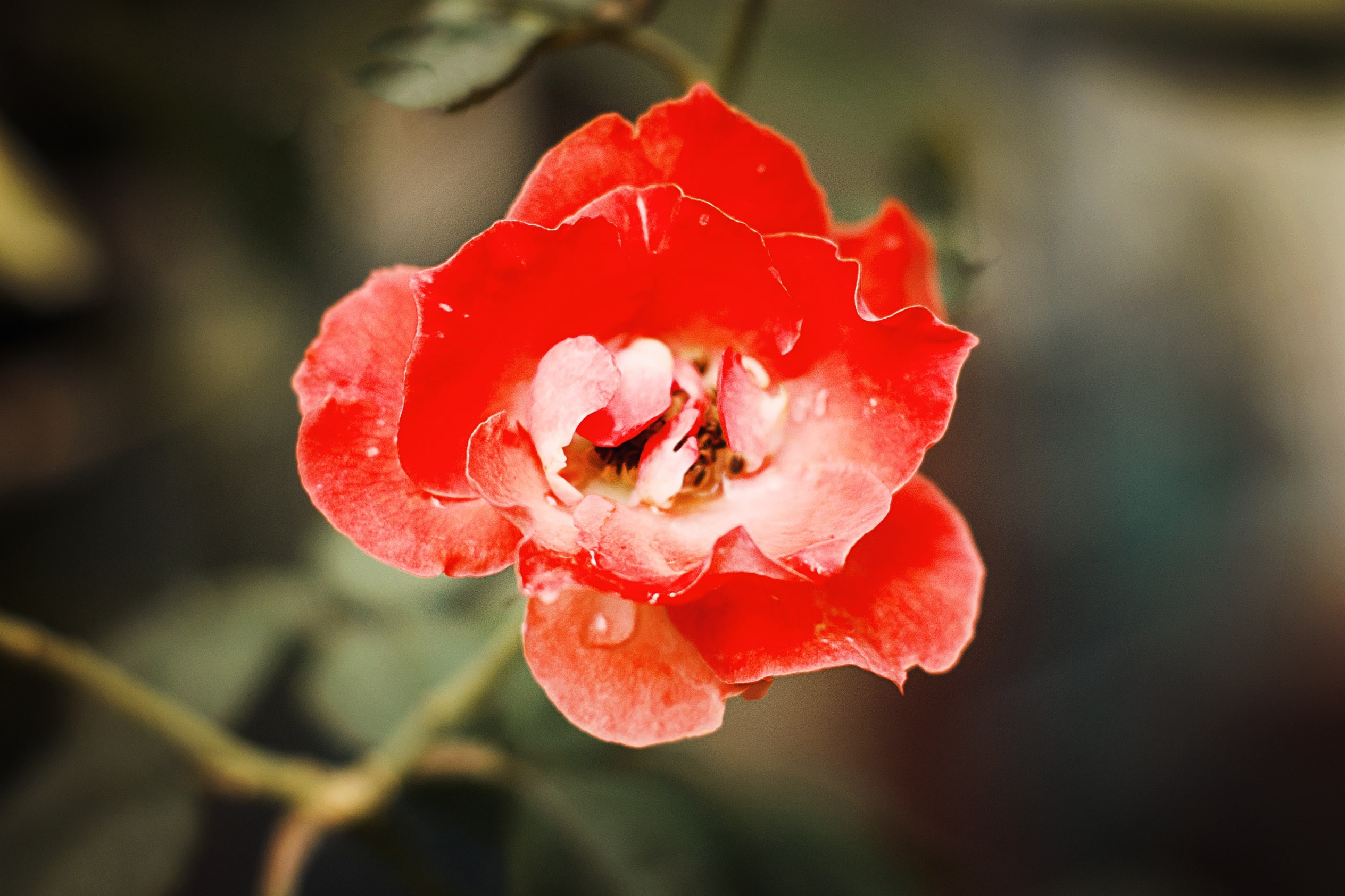 selective photography of pink petaled flower