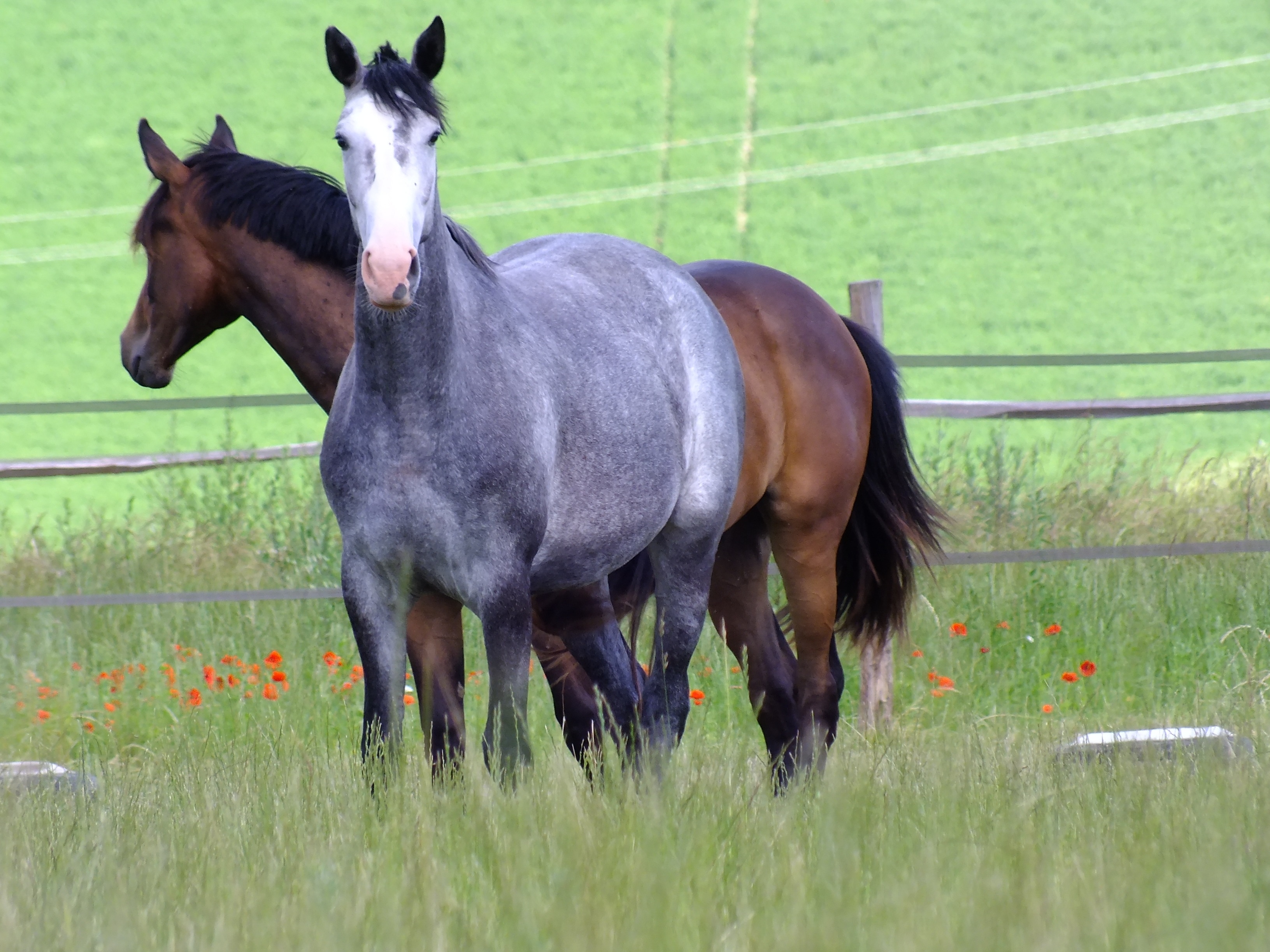 grey and brown horse