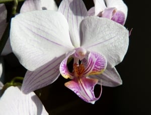 white and purple petal flower thumbnail