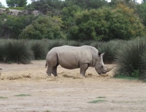 2 gray rhinoceros thumbnail