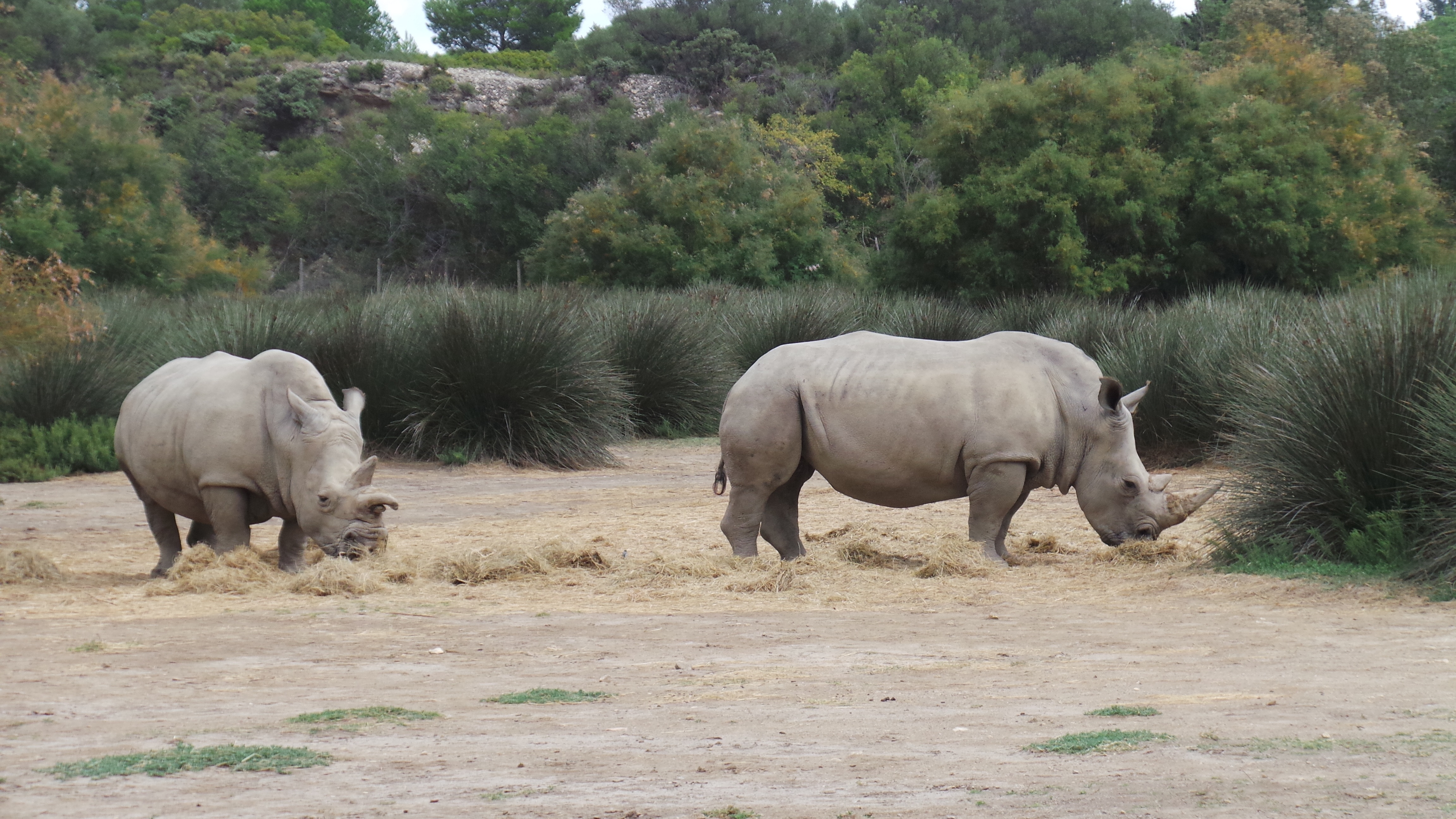 2 gray rhinoceros