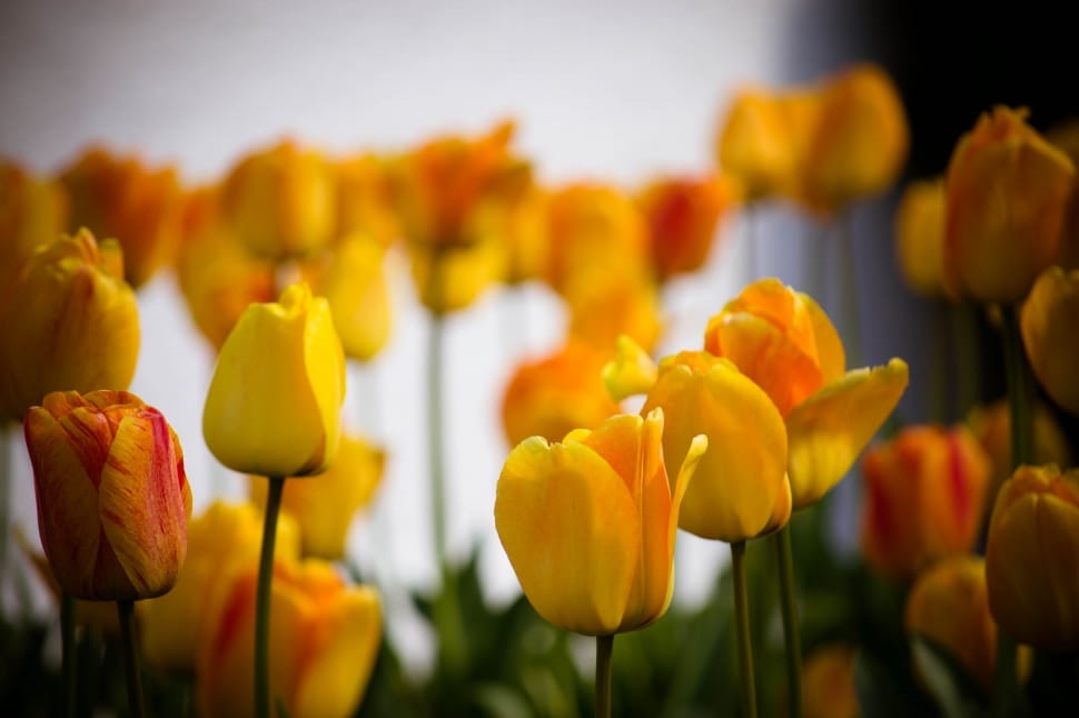 yellow flower bud preview
