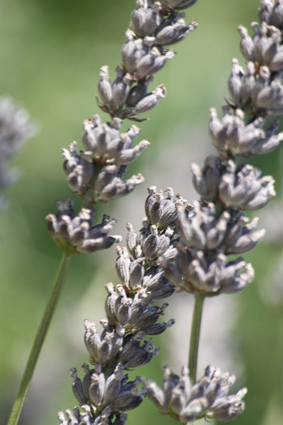 gray flower bud preview