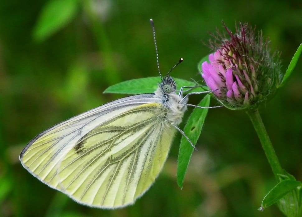 green gray and white butterfly preview