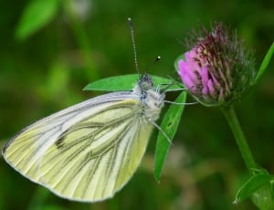 green gray and white butterfly thumbnail