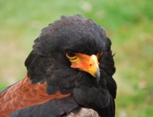 closeup of brown and black bird near grasses thumbnail