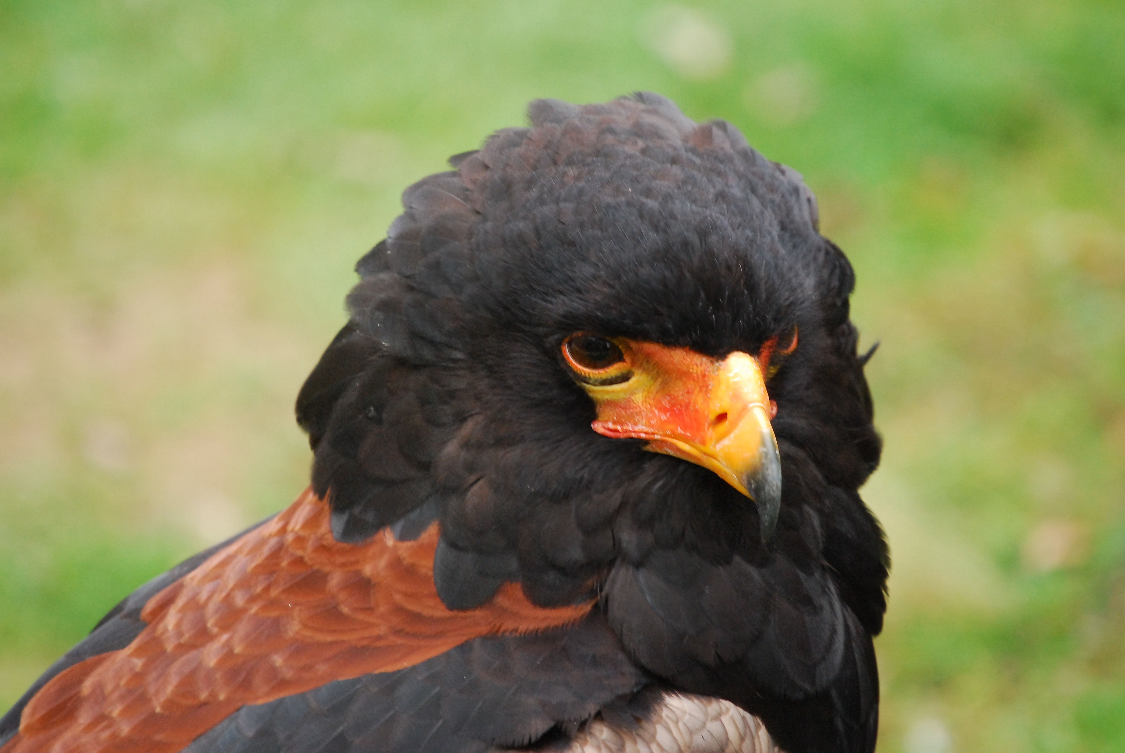 closeup of brown and black bird near grasses