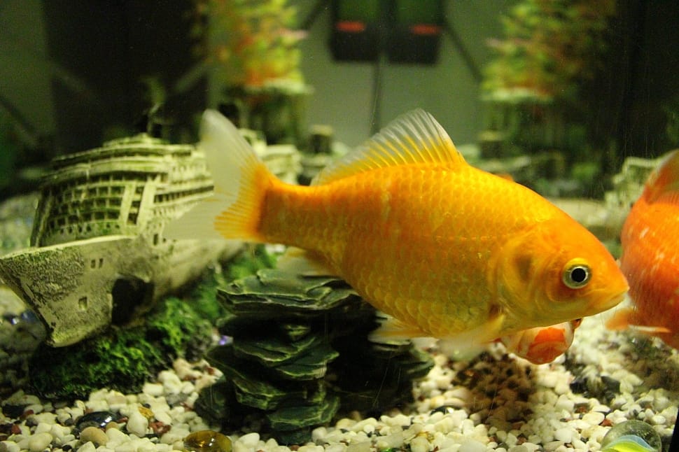orange gold fish preview