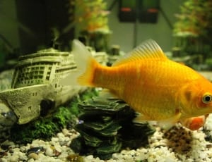 orange gold fish thumbnail