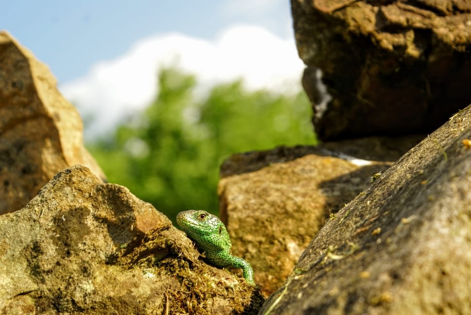 green lizard preview