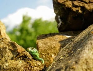 green lizard thumbnail