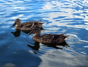 2 black and brown ducks thumbnail