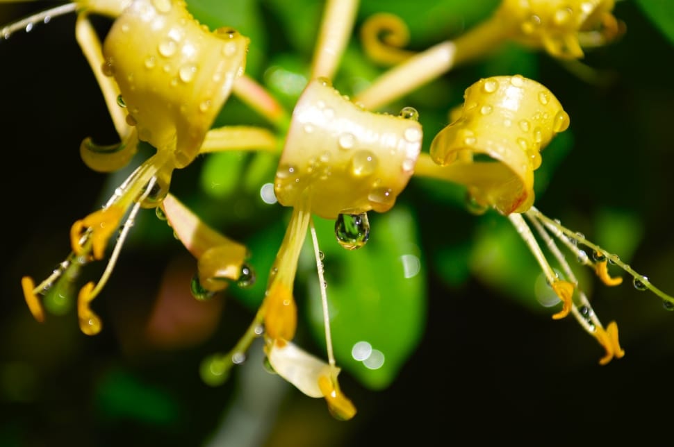 yellow flower with water droplets preview
