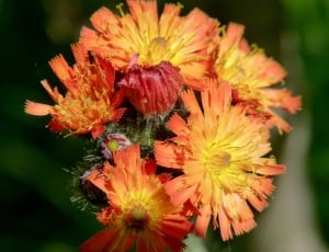 orange clustered flower thumbnail