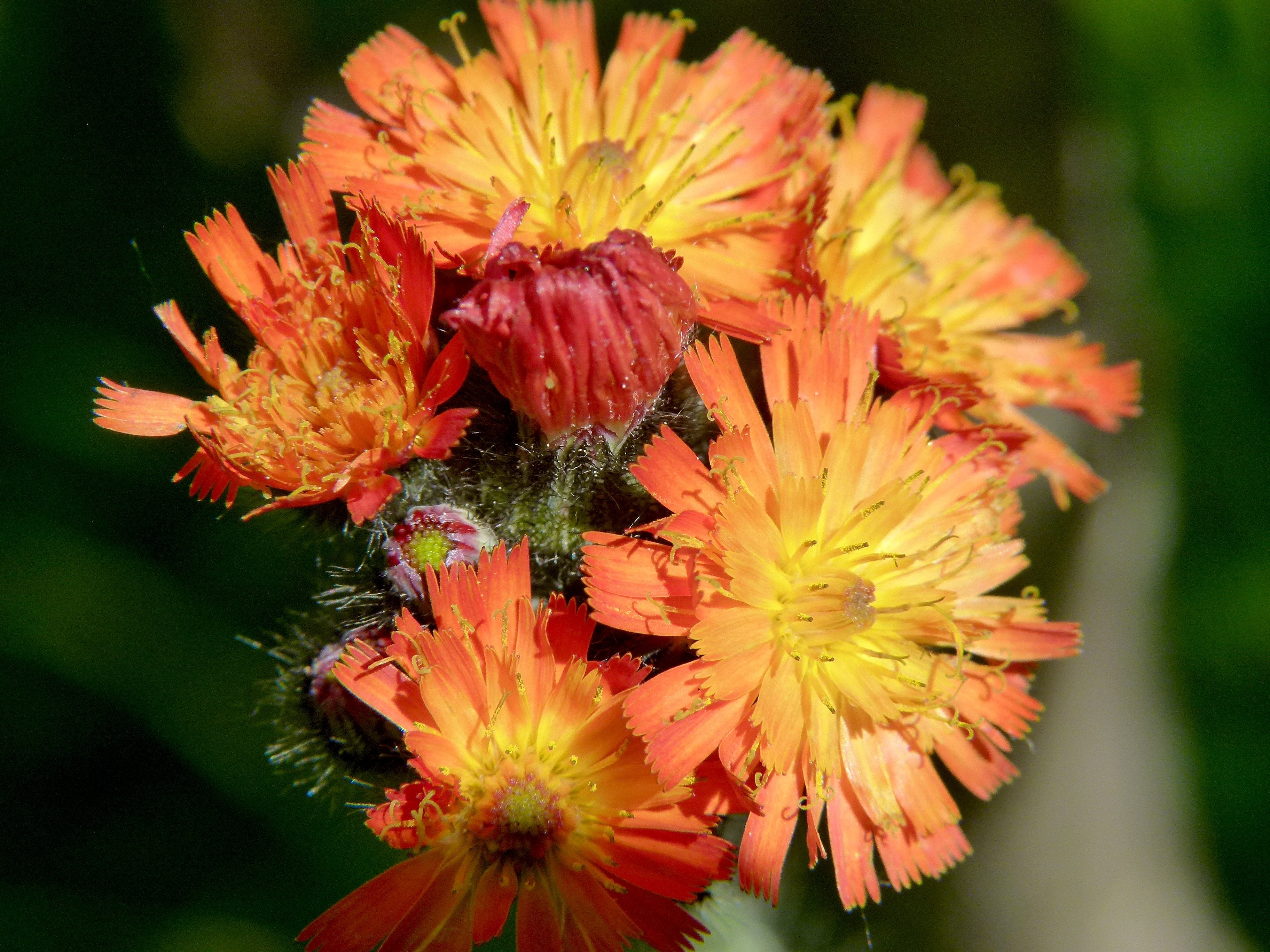 orange clustered flower