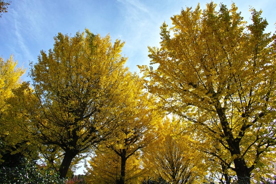 yellow leafed trees preview