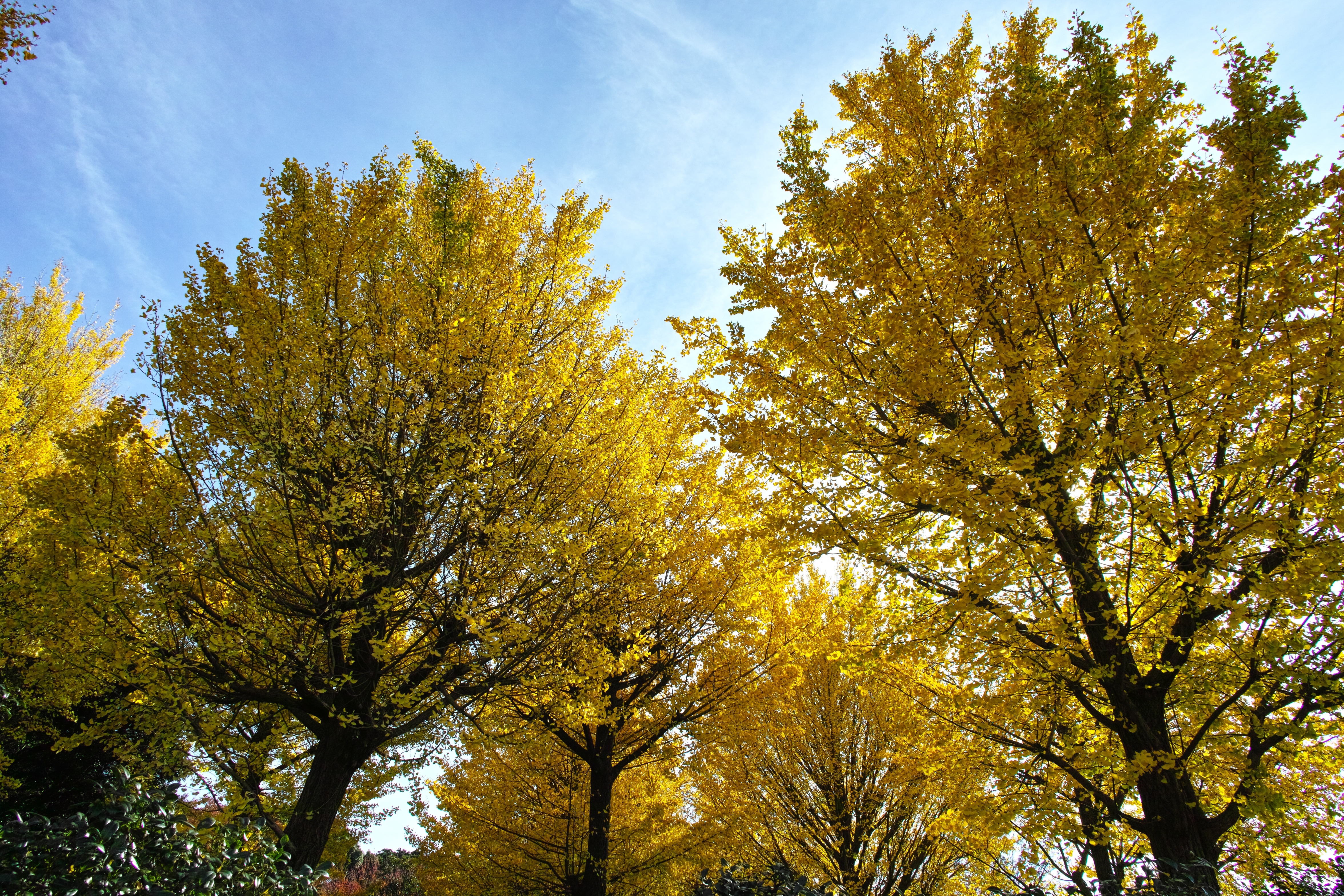 yellow leafed trees