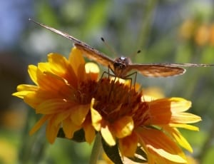 brown butterfly and yellow flower thumbnail
