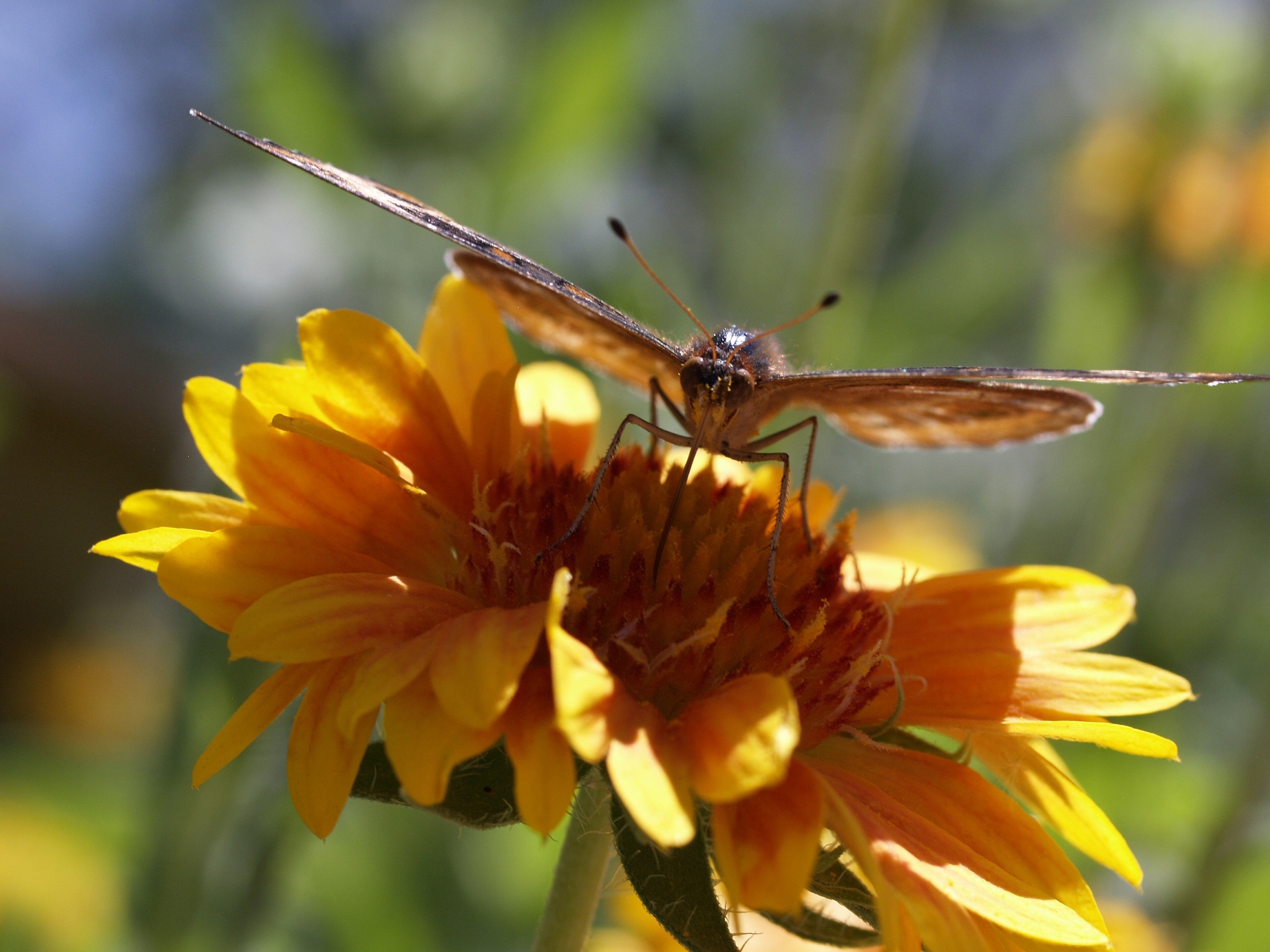 brown butterfly and yellow flower