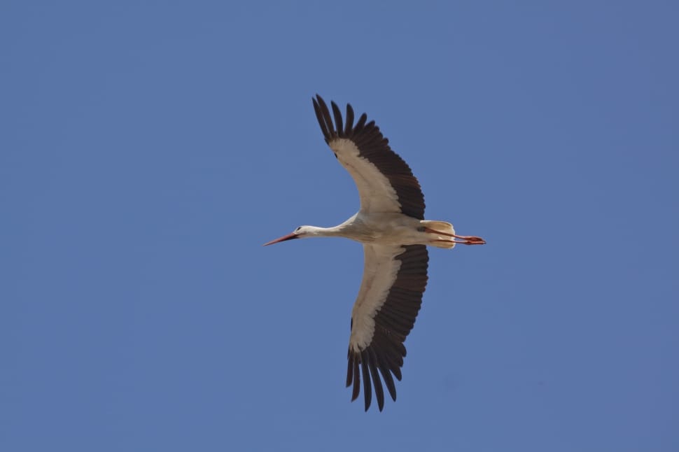 black and white stork preview